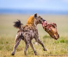Fototapeten Hyäne Hyena stealing food from lions  © Ruzdi