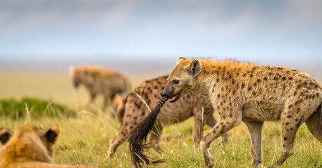 Hyena stealing food from lions