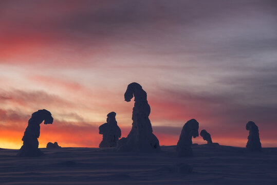 Winter cold Lapland and snowy frosty trees at sunset