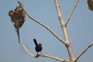 Male Indian robin Copsychus fulicatus cambaiensis. Gir National Park. Gujarat. India.
