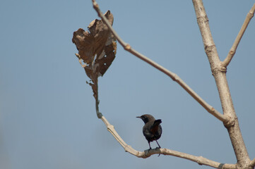 Male Indian robin Copsychus fulicatus cambaiensis. Gir National Park. Gujarat. India.