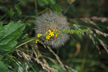 Pusteblume