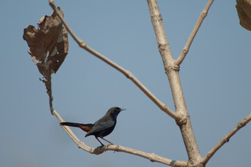 Male Indian robin Copsychus fulicatus cambaiensis. Gir National Park. Gujarat. India.