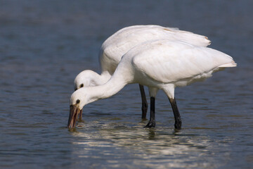 Lepelaar, Eurasian Spoonbill, Platalea leucorodia