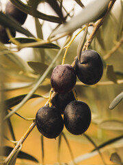 Close up of olive fruits hanging on the branch among the leaves.
