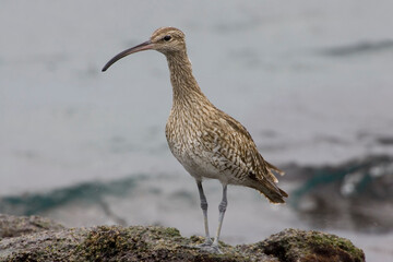 Regenwulp, Eurasian Wimbrel, Numenius phaeopus