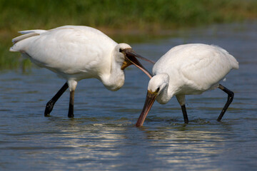 Lepelaar, Eurasian Spoonbill, Platalea leucorodia