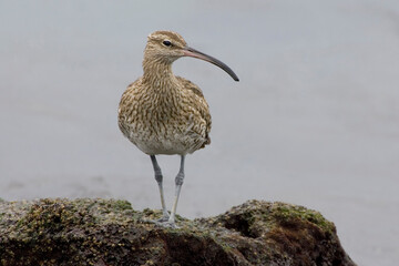 Regenwulp, Eurasian Wimbrel, Numenius phaeopus