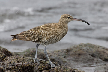 Regenwulp, Eurasian Wimbrel, Numenius phaeopus