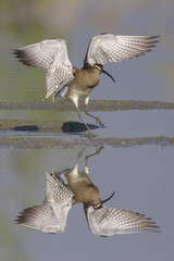 Regenwulp, Eurasian Wimbrel, Numenius phaeopus