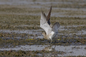 Regenwulp, Eurasian Wimbrel, Numenius phaeopus