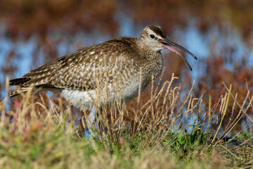 Regenwulp, Eurasian Whimbrel, Numenius phaeopus