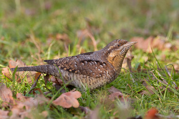 Draaihals, Wryneck, Jynx torquilla