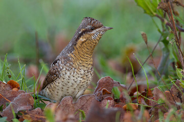 Draaihals, Wryneck, Jynx torquilla