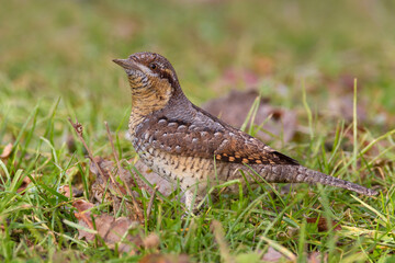 Draaihals, Wryneck, Jynx torquilla