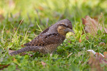 Draaihals, Wryneck, Jynx torquilla