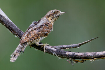 Draaihals; Wryneck; Jynx torquilla;