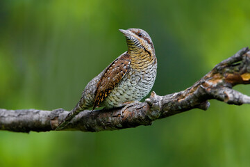 Draaihals; Eurasian Wryneck; Jynx torquilla;