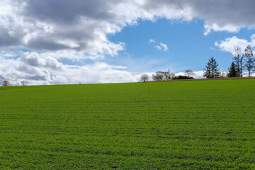 北海道美瑛の丘と木