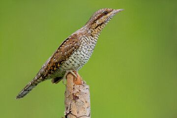 Torcicollo; Eurasian Wryneck; Jynx torquilla;