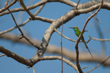 Green bee-eater Merops orientalis ferrugeiceps. Gir National Park. Gujarat. India.