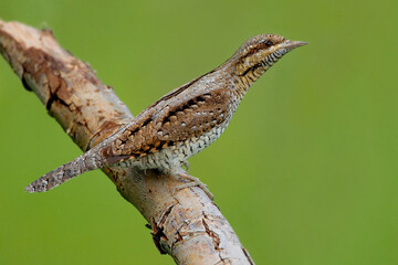 Torcicollo; Eurasian Wryneck; Jynx torquilla;