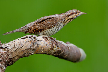 Draaihals; Eurasian Wryneck; Jynx torquilla;