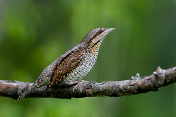 Torcicollo; Eurasian Wryneck; Jynx torquilla;