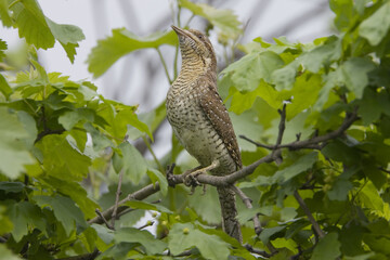 Eurasian Wryneck, Draaihals, Jynx torquilla