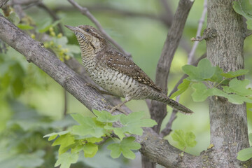 Eurasian Wryneck, Draaihals, Jynx torquilla