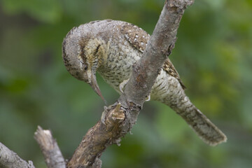Eurasian Wryneck, Draaihals, Jynx torquilla