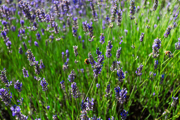 Naklejka premium Lavender flowers on large bushes during flowering. Bright purple fragrant buds in the park. 