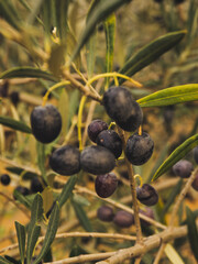 Close up of olive fruits hanging on the branch among the leaves.