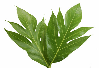 Tropical of Breadfruit leaf isolated on white background