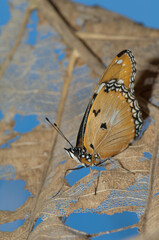 Female danaid eggfly Hypolimnas misippus. Gir National Park. Gujarat. India.