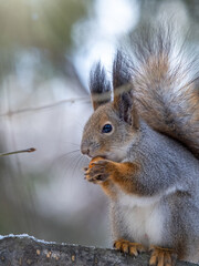 The squirrel with nut sits on tree in the winter or late autumn