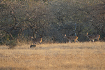 Females of chital Axis axis. Gir National Park. Gujarat. India.