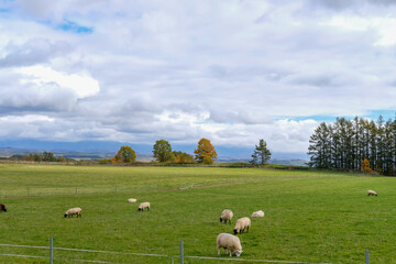 北海道美瑛の羊