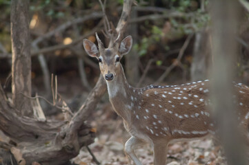 Young male of chital Axis axis. Gir Sanctuary. Gujarat. India.