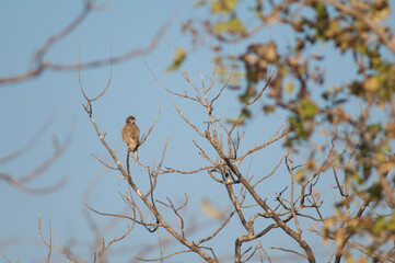 Crested serpent eagle Spilornis cheela. Gir Sanctuary. Gujarat. India.