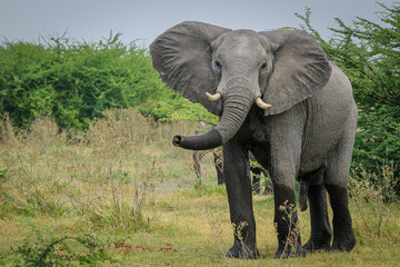 Fototapeta premium Magnificent african bush elephant (Loxodonta africana) bull in an aggressive posture. Selinda. Okavango Delta. Botswana