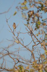 Crested serpent eagle Spilornis cheela. Gir Sanctuary. Gujarat. India.