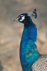 Fototapeta premium Male Indian peafowl Pavo cristatus. Gir Sanctuary. Gujarat. India.