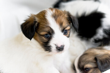 Papillon puppy sitting on a white background