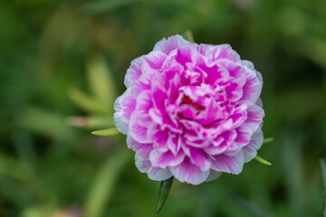 Selective focus close up beautiful pink Portulaca grandiflora plant in a garden.Common name including rose moss,eleven o'clock,Mexican rose and moss-rose purslane.