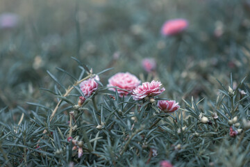 Selective focus close up beautiful pink Portulaca grandiflora plant in a garden.Common name including rose moss,eleven o'clock,Mexican rose  and moss-rose purslane.