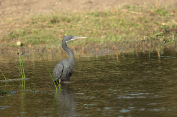 Western reef egret Egretta gularis. Dark morph in the Hiran river. Sasan. Gir Sanctuary. Gujarat. India.