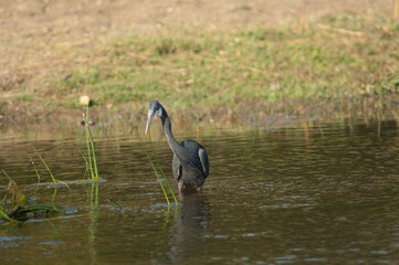 Western reef egret Egretta gularis. Dark morph in the Hiran river. Sasan. Gir Sanctuary. Gujarat. India.