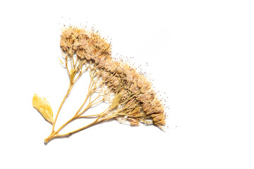 dried yellow field flower on white background. Macro image, top view