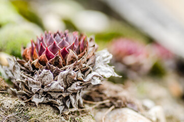 Sempervivum tectorum, the common houseleek, on the slabs of the roof of the house. Perennial Plant. It grows in the mountains of western, central and southern Europe. 